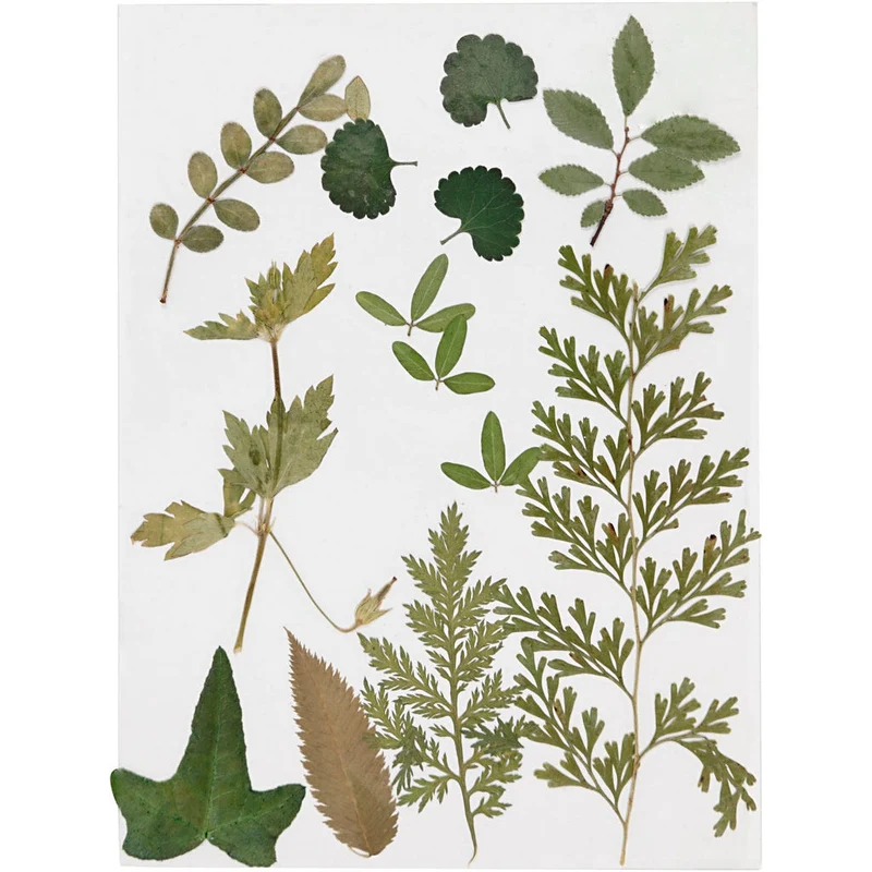 Torkade blommor och blad, grön, 1förp./ 1 förp. [HOB-504476]