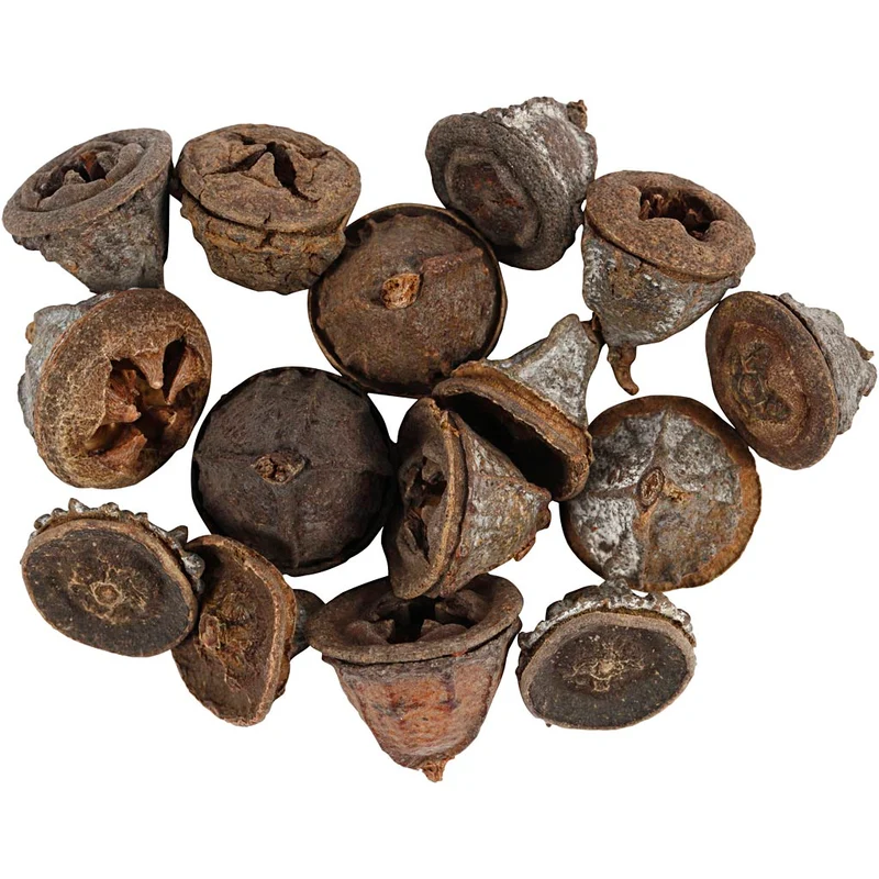 Eukalyptuskottar, 25 g/ 1 förp. [HOB-50251]