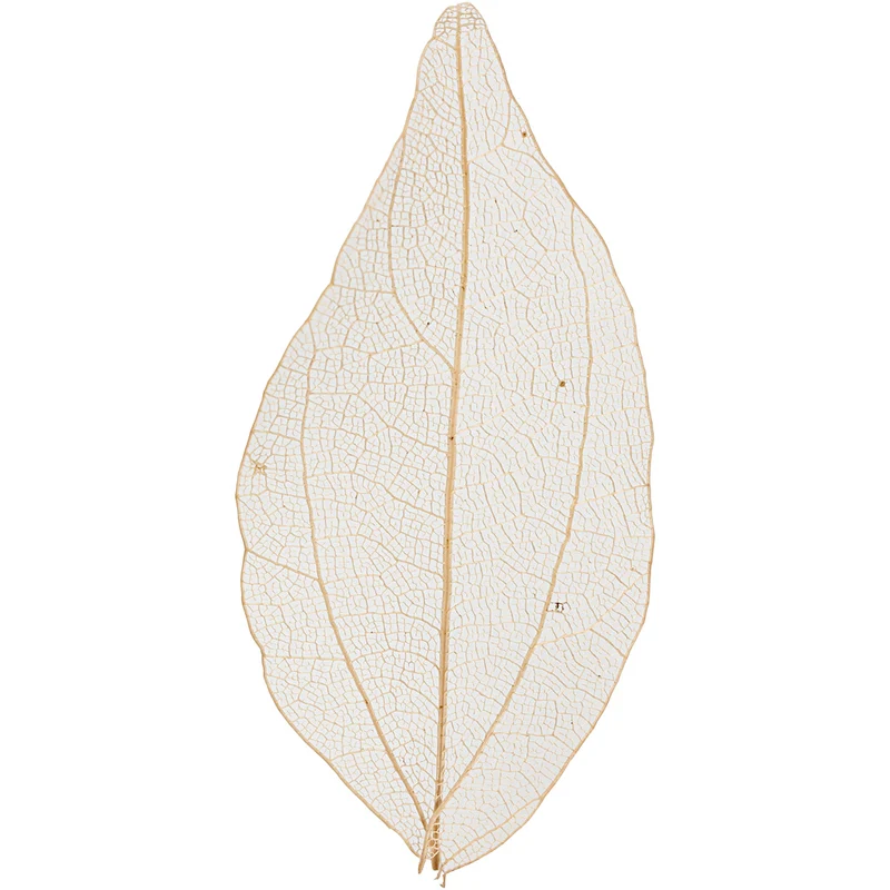 Skelettblad, L: 4,5-8 cm, natur, 20 st./ 1 förp. [HOB-504493]